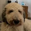 tommierowe